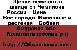 Щенки немецкого шпица от Чемпиона России › Цена ­ 50 000 - Все города Животные и растения » Собаки   . Амурская обл.,Константиновский р-н